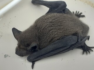 baby bat