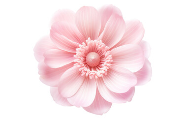 Anemone pink flower on a White or Clear Surface PNG Transparent Background.