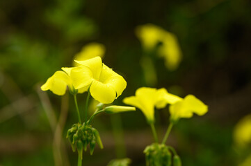 yellow wildflowers in Cyprus in winter on a sunny day 3