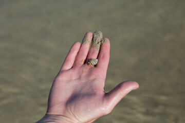Man hand holds a tiny hermit crab against the backdrop of clear sea water. Sea life in the sand