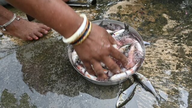 Indian woman's hand cleaning fish. slow motion video. Rohu fish. It is a species of fish of the carp family. its other names rui fish, roho labeo, Labeo rohita.