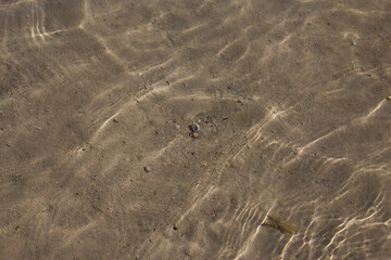 Fototapeta na wymiar Hermit crab underwater in shallow water in the sand looking for a new shell home