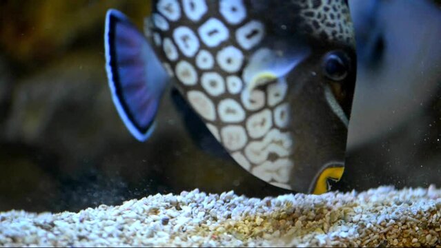 Clown Triggerfish swims in the aquarium
