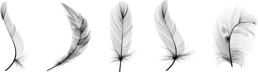 Set of realistic vector goose or swan feathers of various shapes. Ecological feather filler for pillows, blankets or jackets.Vector concept design,line art. - obrazy, fototapety, plakaty