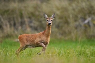 Naklejka na ściany i meble A beautiful roe deer stands in the meadow. Capreolus capreolus. 