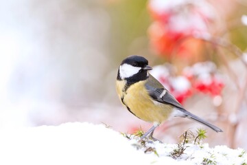 Obraz premium Winter scene with a cute great tit. Titmouse in the nature habitat. Parus major. Wildlife scene with a songbird.