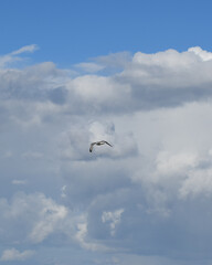 Fototapeta na wymiar Albatros w locie
