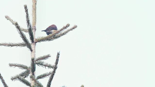 The male of red crossbill (Loxia curvirostra)