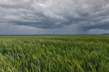 Green spikelets of wheat in an agricultural field against a cloudy sky. Landscape.