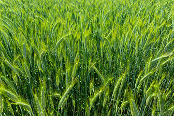 Green spikelets of wheat in the agricultural field. Background.