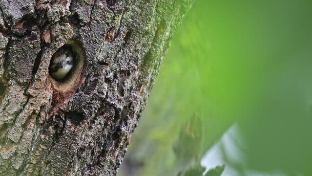Close up of young woodpecker on nest (Dendrocopos major)