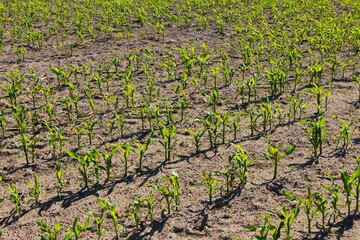 Young green sprouts, shoots, corn on the agricultural field. Background.