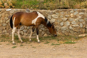 A spotted foal with white and brown spots grazes outdoors in a mountainous area. Soft focus.