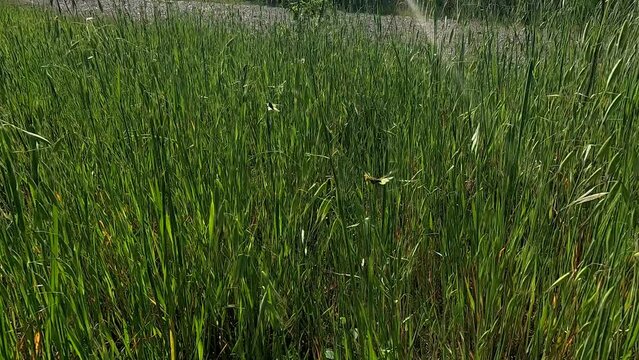 Libelloides coccajus, inseguimento tra l'erba
