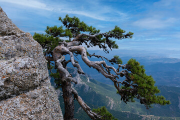 Crooked relic tree A pine grows on the edge of a mountain cliff against the sky. psychological...