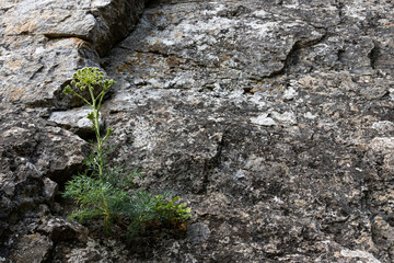 Seseli Gill, wild carrot flower, yarrow flower, Millefolium Achillea, solitary plant on gray limestone marble stone background. - obrazy, fototapety, plakaty