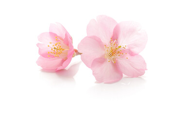 桜 花 春 ピンク 白 背景