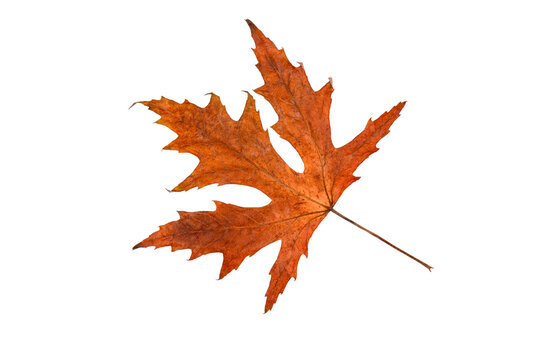 Dry autumn maple leaf, isolated on white background