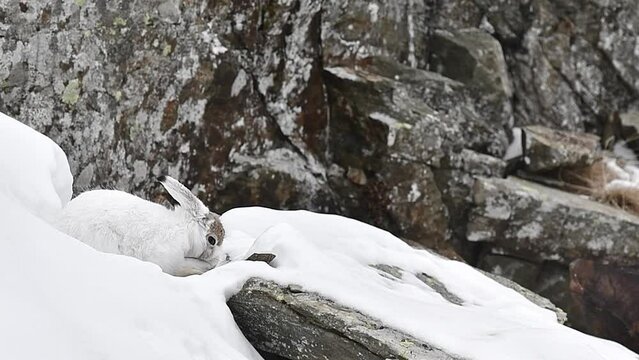 Among the rocks of the wild Alps, the mountain hare (Lepus timidus)