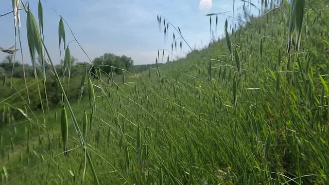 Libelloides coccajus,femmina si alza in volo