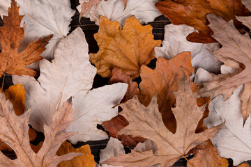 Background of dry, withered autumn maple leaves. copy space.