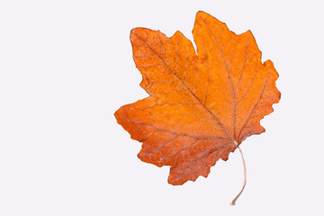 Autumn leaf, maple, maple leaf, dried leaf isolated on white background.