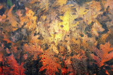 Rainy window, raindrops on the glass against the background of autumn colorful leaves. Autumn October background. Soft blurred background.