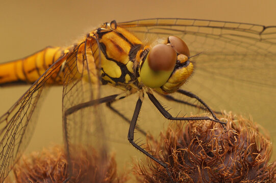 Closeup on a Ruddy darter dragonfly, Sympetrum sanguineum against a green blurred background