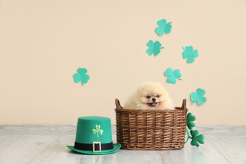 Cute Pomeranian dog with leprechaun's hat and clovers sitting in basket on beige background. St. Patrick's Day celebration