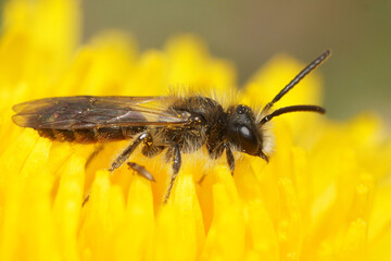 Closeup of a male Red-bellied miner , Andrena ventralis on dandelion, Taraxacum officinale