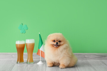 Cute Pomeranian dog with glasses of beer and Irish flag on green background. St. Patrick's Day...
