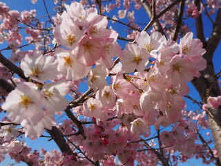 Blooming Beauty: Exploring Japan's Sakura Season