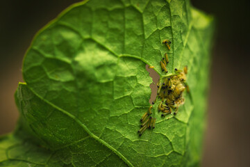 Jeunes chenilles sur une  feuille de capucine
