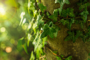 Lierre sur le tronc d'un hêtre