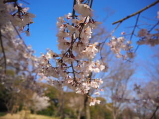 Blooming Beauty: Exploring Japan's Sakura Season