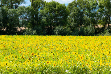 A large field of sunflowers against the backdrop of trees. Landscape.