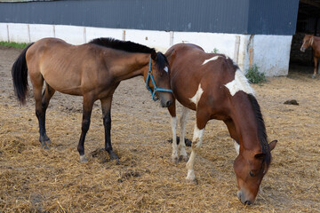 Obraz premium Two brown horses, one with white spots in the paddock.