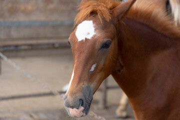 Fototapeta premium A brown horse with a white spot on its head in a stall, close-up.
