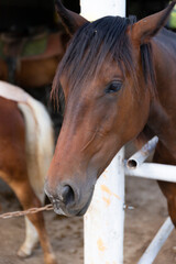 Fototapeta premium Brown horse in a stall, close-up, vertical arrangement
