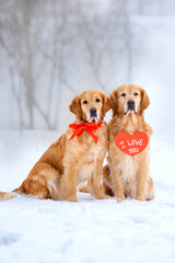 two golden retriever dogs are sitting in a field in the snow on a snowy road with a heart and the inscription I love you. Valentine's day concept. Valentine's Day