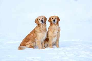 two golden retriever dogs sitting in a field in the snow on a snowy road