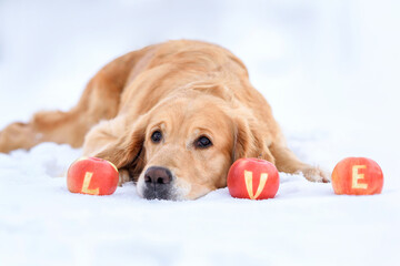 Golden Retriever dog sitting in a field in the snow on a snowy road with apples love. Valentine's day concept. Valentine's Day