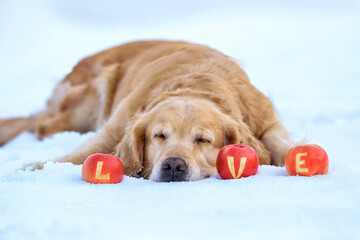 Golden Retriever dog sitting in a field in the snow on a snowy road with apples love. Valentine's day concept. Valentine's Day