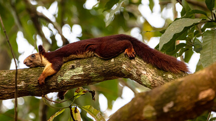 Malabar giant squirrel in camouflaged mode