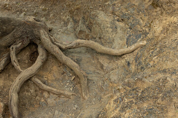 Powerful roots of the Downy Oak, Quercus pubescens, are exposed from under the clay soil in the mountains. Background.