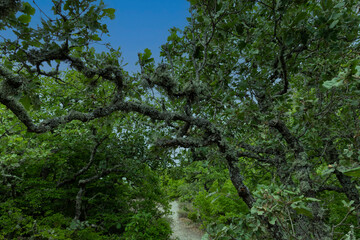 Fototapeta na wymiar The Oak tree, Quercus pubescens, grows in the highlands. Relic tree Oak. Soft focus.