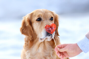 close-up portrait of a golden retriever dog with a red heart near its nose. Valentine's day concept. Valentine's Day