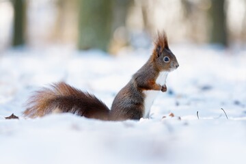 A squirrel with snow in the background. Winter landscape.  Lesopark Štěpánka, Mladá Boleslav, Czech republic.  