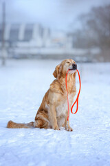 Golden Retriever dog sits on a snowy path in winter under the snow with a leash and waits for the owner