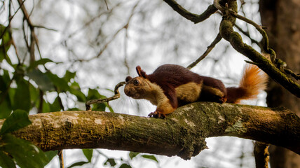 Malabar giant squirrel on tree